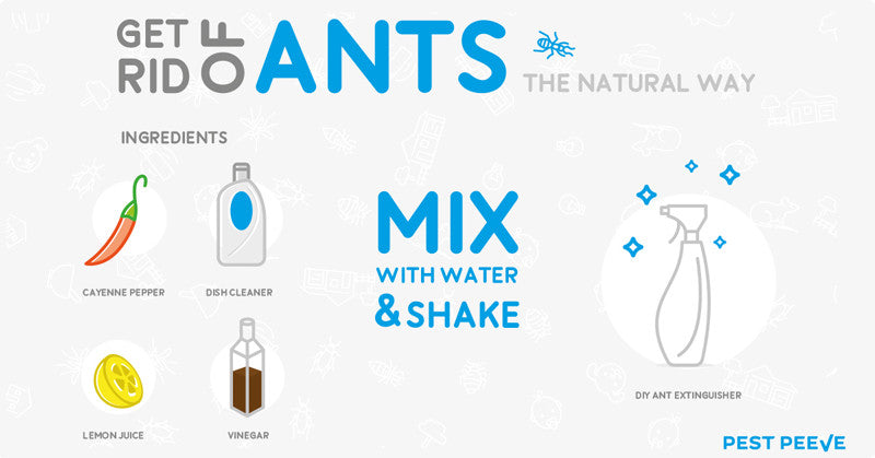 Pest Peeve QuickFix #1 - DIY Natural Ant Killer Spray